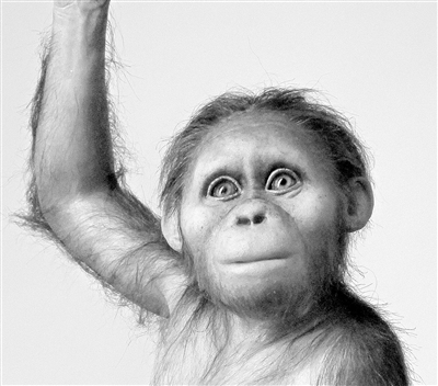 人类祖先大脑与类人猿相似但发育缓慢
