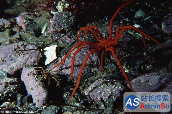 南极现巨型蜘蛛，成精原因难倒大批科学家
