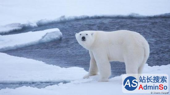 北极温度接近冰点，北极熊热出汗