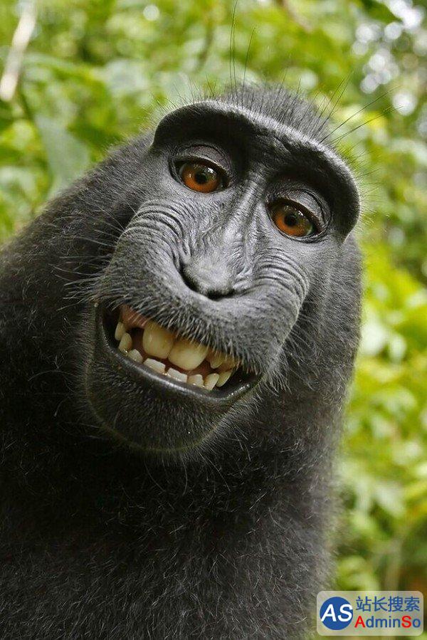 猴子自拍照官司终结案：动物不能拥有照片版权