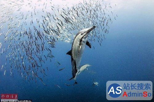 鲨鱼如何在茫茫大海辨别方向？研究：靠嗅觉定位