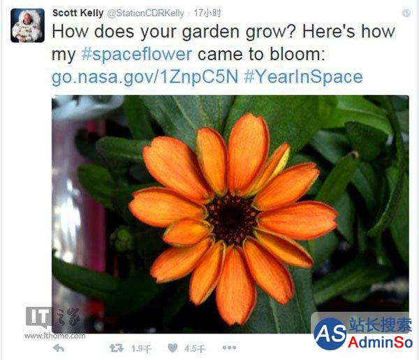 这是第一朵在太空绽放的花：NASA种的
