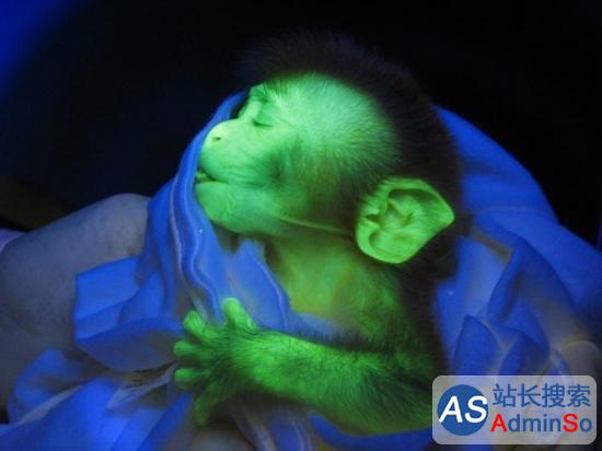 日本培育出转基因“神猴”：紫外线一照全身发绿光