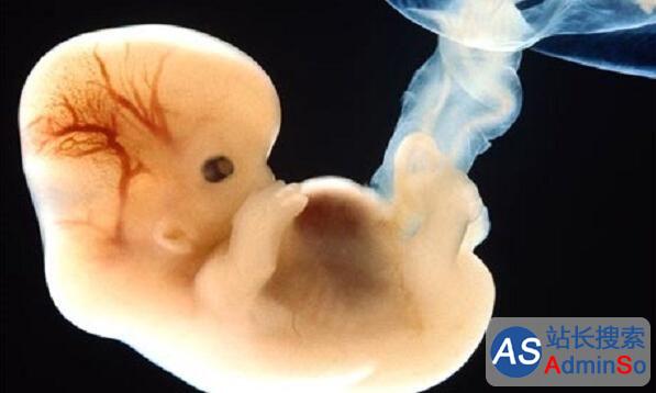 人类胚胎体外发育首次突破10天：国际规则或被打破
