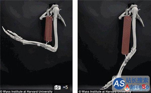科学家研制“机器人肌肉”，可模拟人体运动