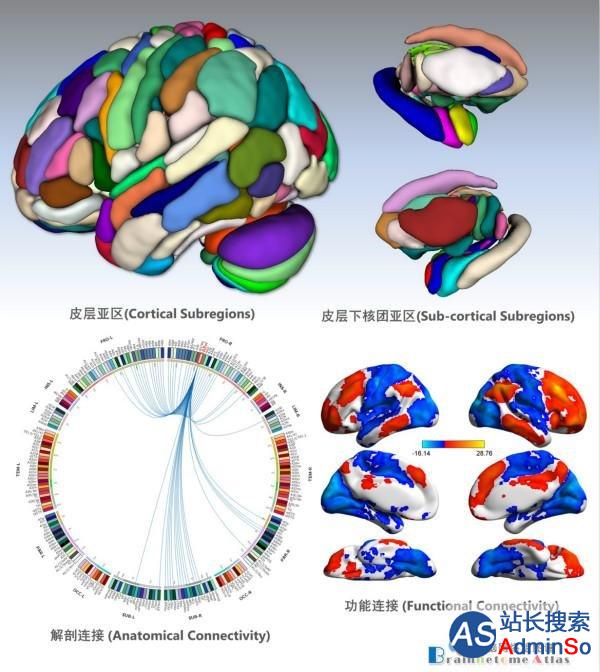 中科院完成全新人类脑图谱，分出246个精细区域