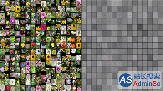 见花不知名？微软深度学习一键识别25万种花朵