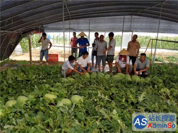 一颗瓜苗结出131个西瓜，河南瓜农获吉尼斯世界纪录