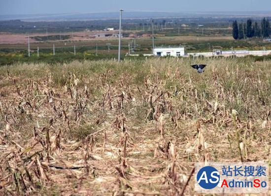 陕西靖边转基因玉米铲除完毕，每亩地补偿1400元