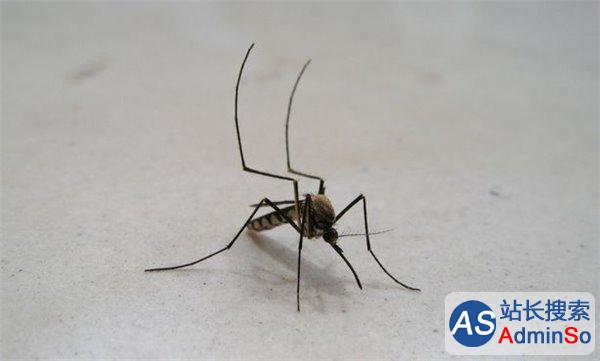接地气：谷歌正研究用人工智能消灭蚊子