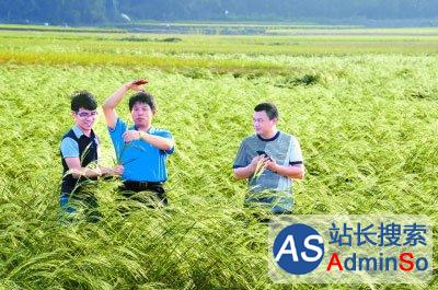袁隆平种出“海水稻”，计划3年内亩产破200公斤