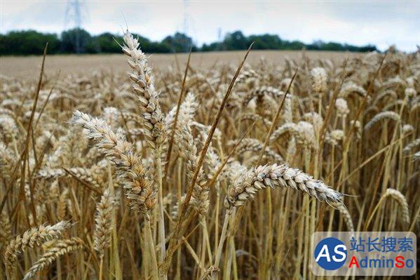 增产20%，英国转基因小麦将进入田间实验