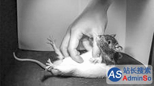 科学家发现大脑“痒区”：小鼠与人类怕痒部位类似