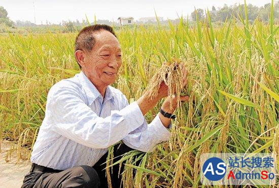 年亩产3075斤：袁隆平华南双季稻破世界纪录